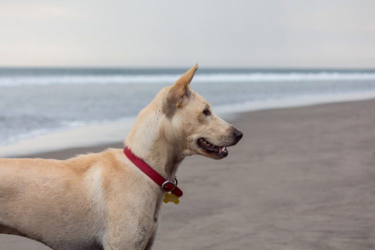 浜辺の首輪をつけた犬