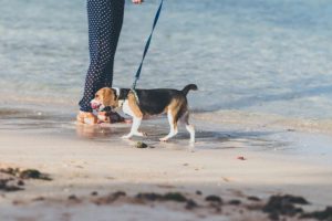 海辺の砂浜を歩く飼い主と犬