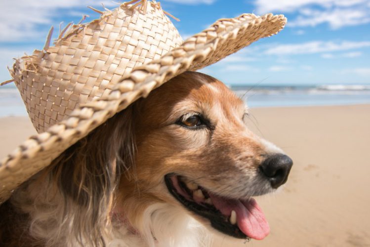 海辺で帽子を被った犬