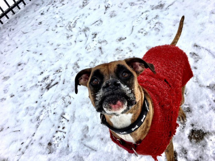 雪道の上で服を着ている犬