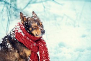 雪の中で犬がマフラーをしている様子
