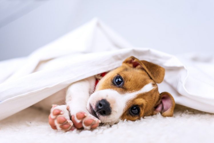 毛布の中の犬