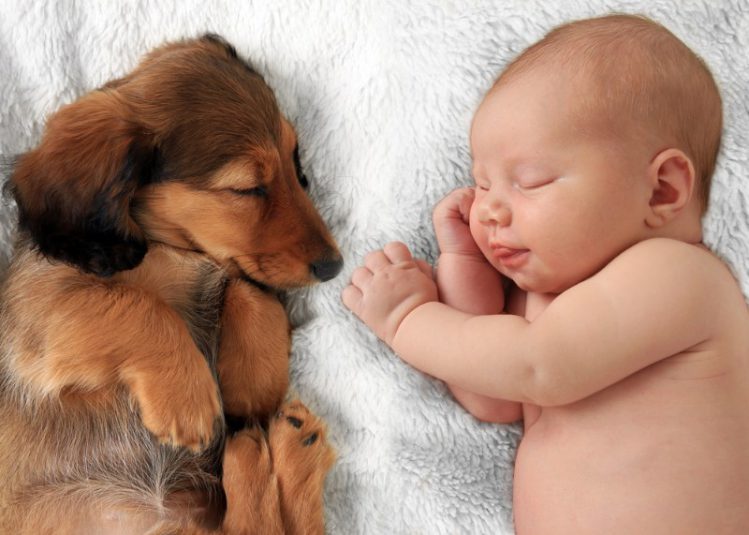 シーツの上に寝転ぶ赤ちゃんと犬