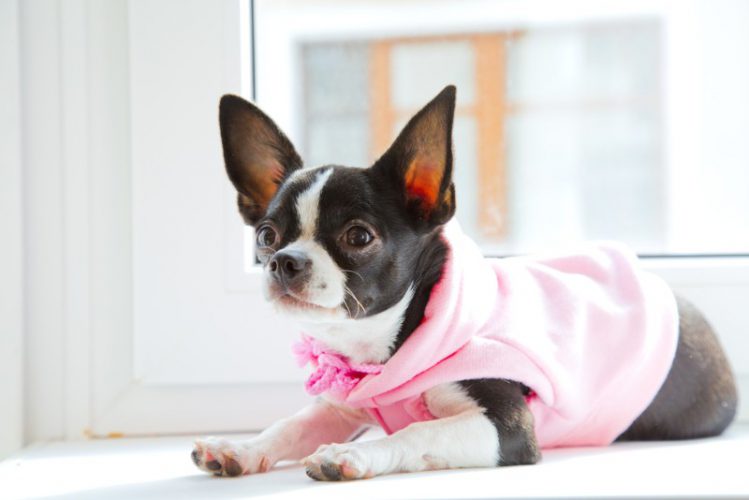 ピンクの服を着た犬