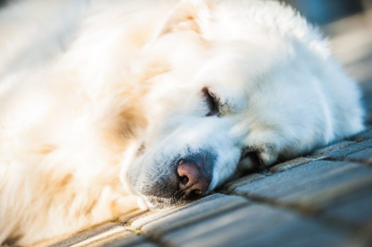 【譲渡の流れ】引退した盲導犬の飼育ボランティア