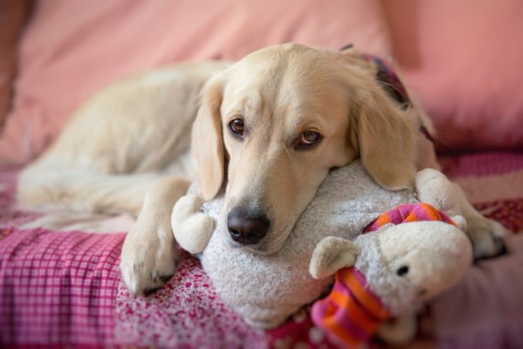 犬が布団の上に伏せている様子