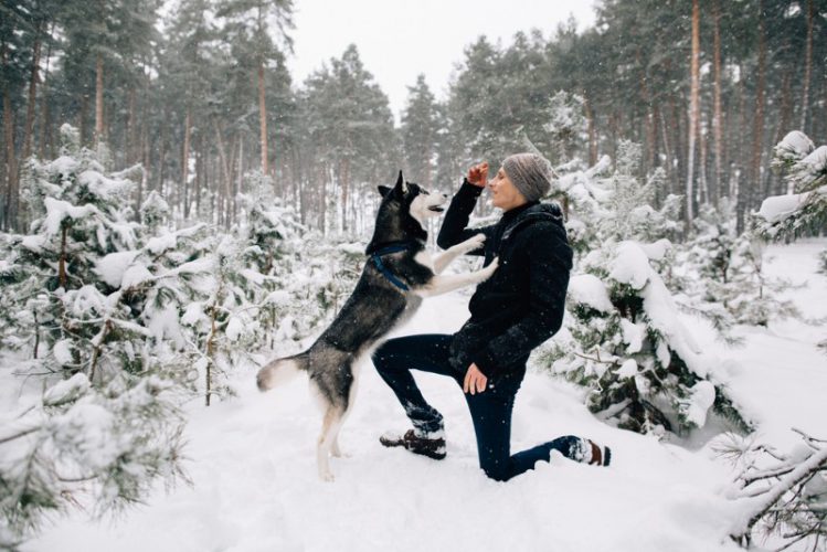 雪原の犬と飼い主
