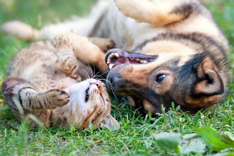 芝生に寝転ぶ犬と猫