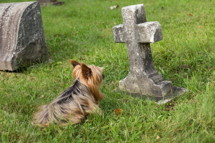 犬がお墓を見ている様子