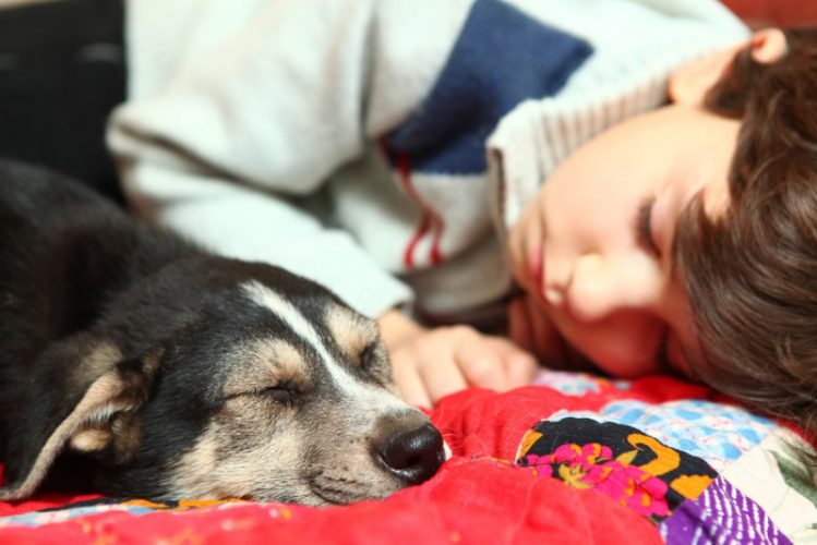 就寝中の少年と犬