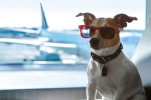飛行機と犬