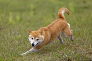 芝生で遊ぶ柴犬