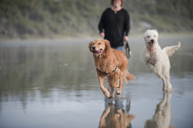 水辺で遊んでいる二頭の大型犬とその飼い主の女性