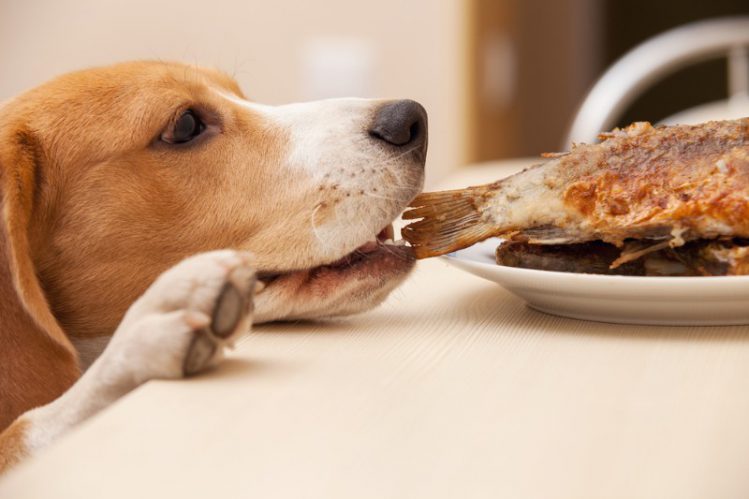 犬が人間用の食事を勝手に食べようとしている様子