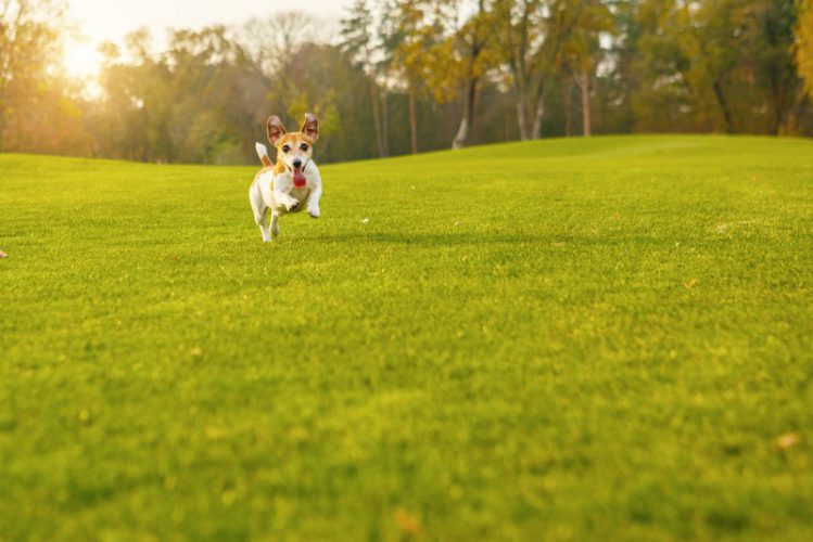 犬が芝生の上で遊んでいる様子