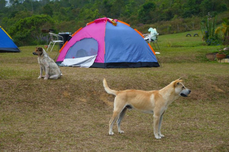 キャンプ場に居る犬