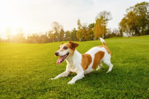 犬が芝生の上で興奮している様子