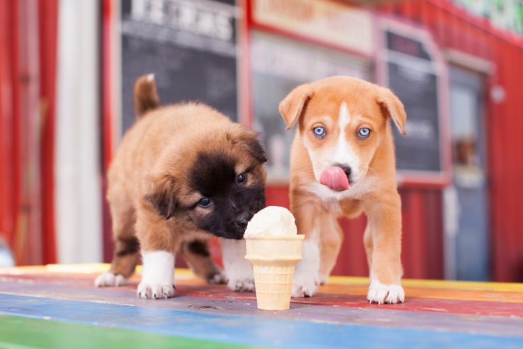 犬がアイスクリームの前で鼻を舐めている様子
