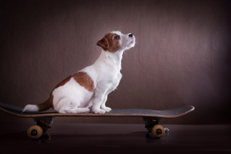 犬がスケートボードの上でお座りをしている様子