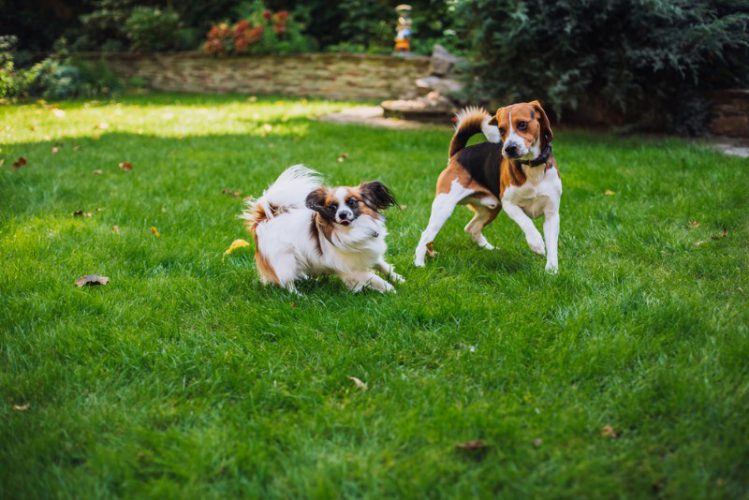 二匹の犬が芝生で遊んでいる様子