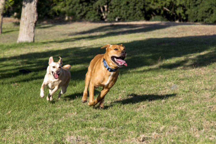 二匹の犬が芝生で走っている様子