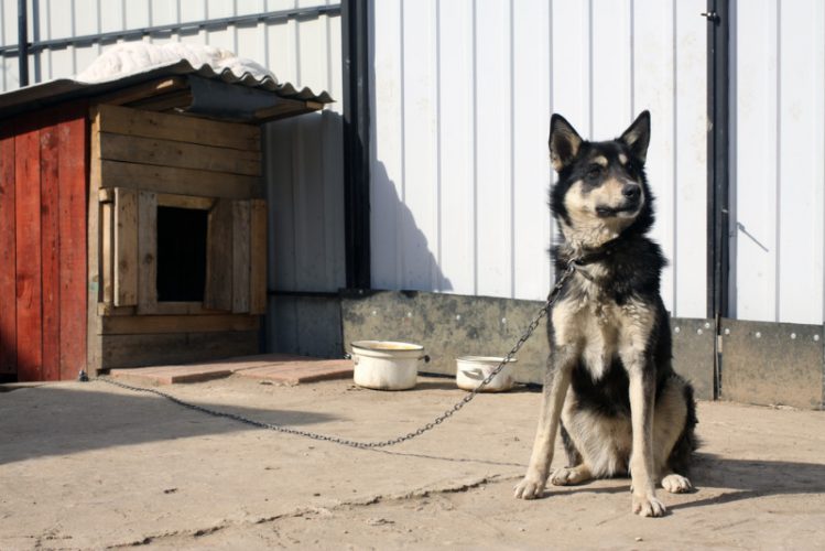 大きな犬小屋と、そのそばに座る犬