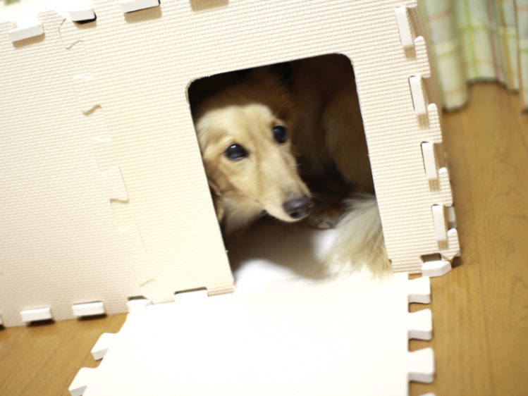 わんこインdiy 10分で作れる犬用ハウス 犬小屋 に挑戦 Qpet ｷｭｰﾍﾟｯﾄ