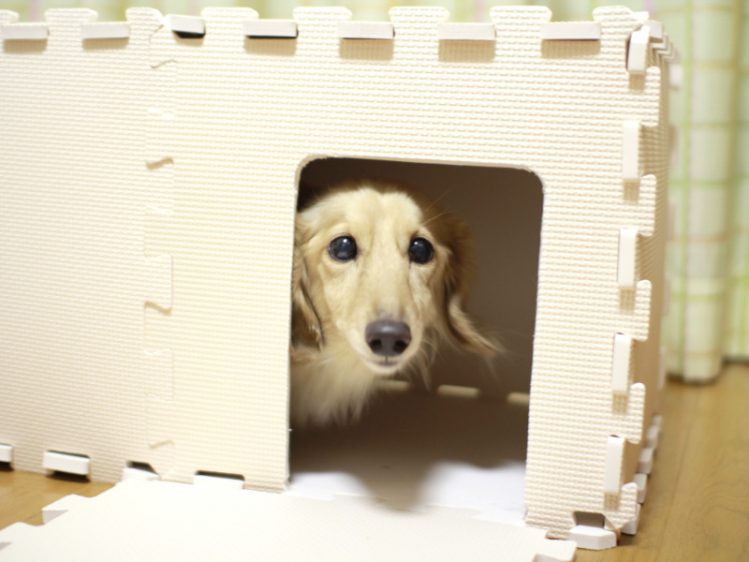 わんこインdiy 10分で作れる犬用ハウス 犬小屋 に挑戦 Qpet ｷｭｰﾍﾟｯﾄ