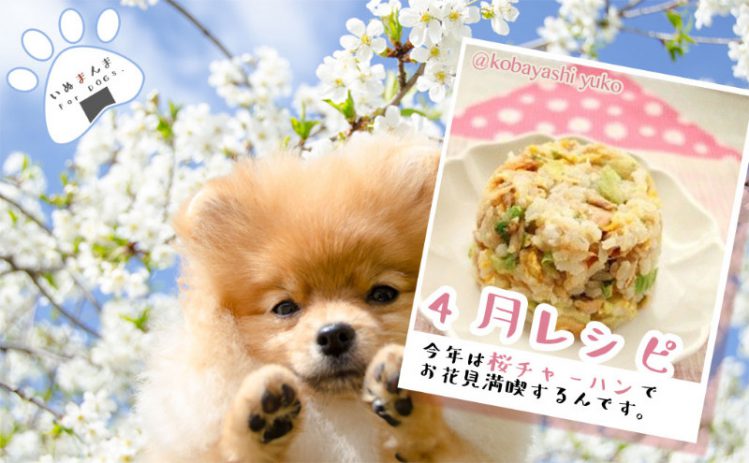 【専門家が解説】【犬のレシピ！4月】桜エビとレタスで簡単チャーハン　