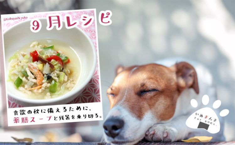 【専門家が解説】【犬のレシピ！9月】白きくらげとナツメ入りスープ薬膳的食材で身体休め