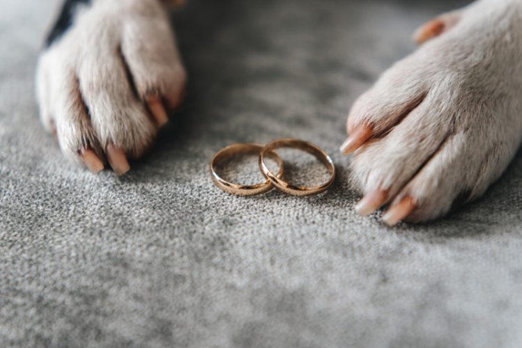 結婚指輪と犬の前足