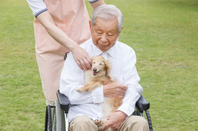 高齢者が犬を飼う時の注意点は「犬の将来」と「具体的な対策法」
