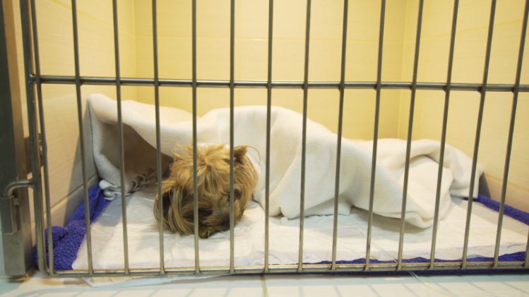 動物病院のケージで眠るヨーキー