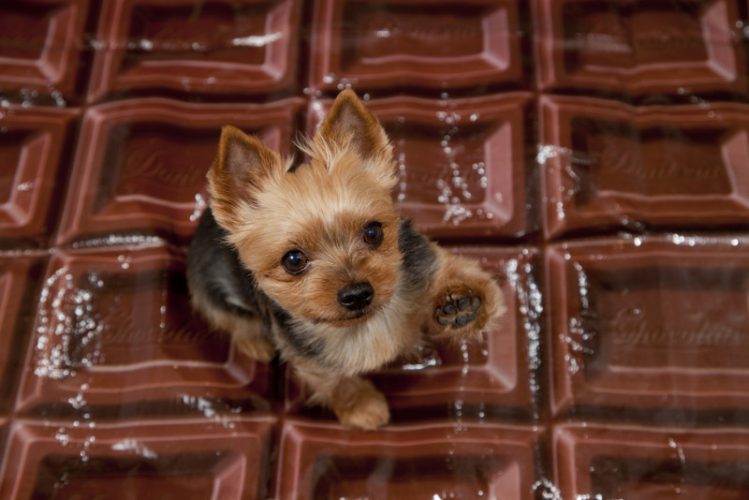 【獣医師監修】犬にチョコレートを与えては駄目！食べたら犬の身体に起こることは？
