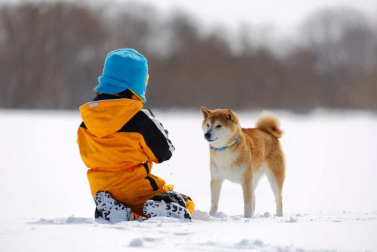 雪の中の柴犬と子ども
