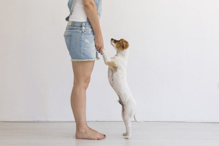 愛犬と向かい合う形で前足を握っている女性