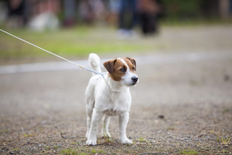 【愛犬の認知症リスクを回避】認知症予防に役立つ散歩の工夫４選