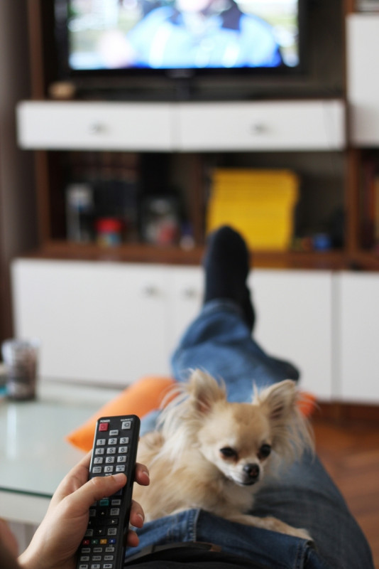 TVを見ている飼い主の膝の上で寝ているチワワ