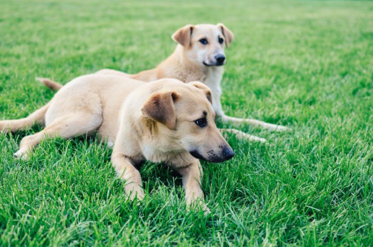 芝生で休む2頭の犬