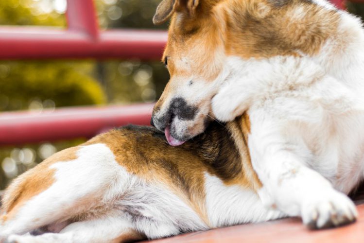 【獣医師監修】犬が頻繁におしりを舐める場合の原因とは？