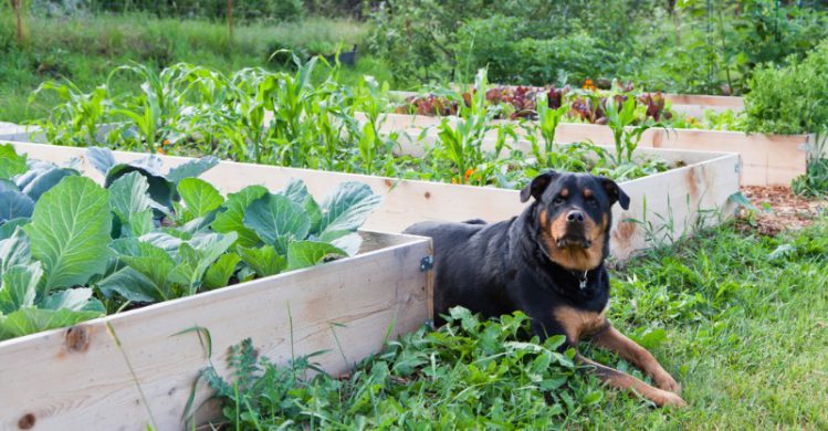 野菜に囲まれた犬