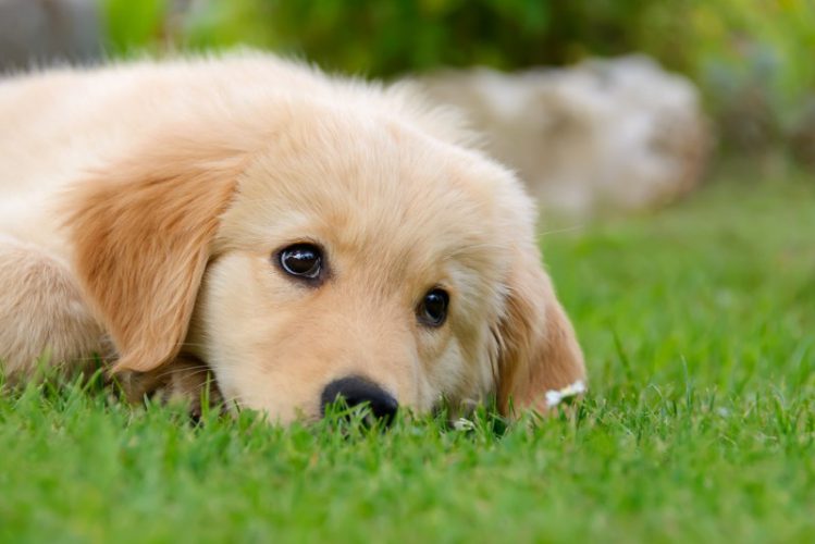 芝生でくつろぐゴールデンの子犬
