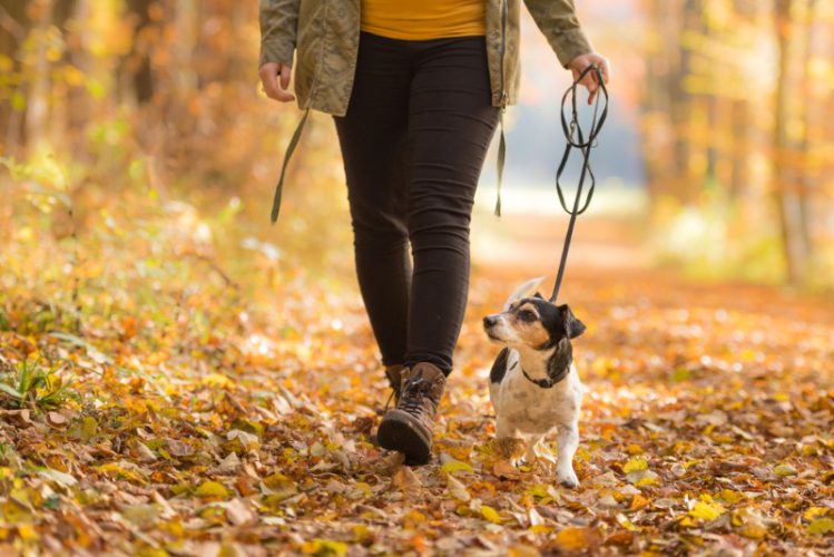 秋の公園で散歩する男性とその愛犬