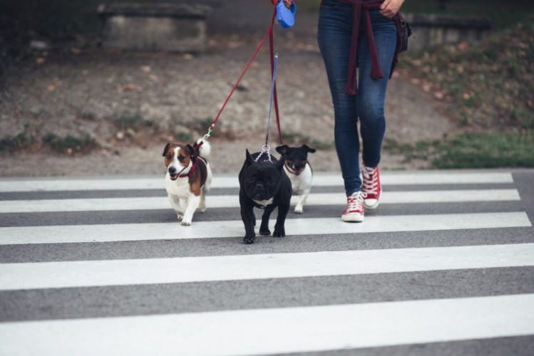 散歩する3匹の犬
