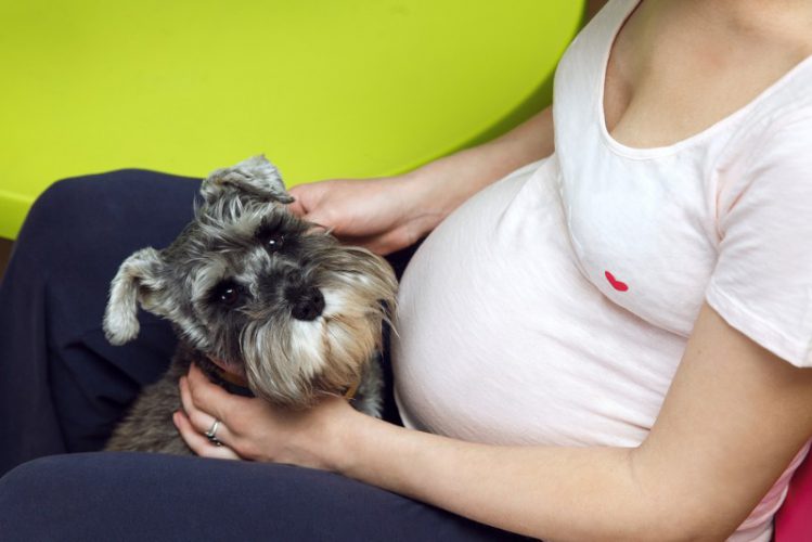妊婦の女性と犬