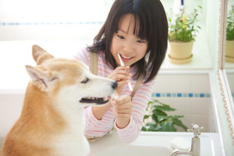 歯ブラシを持つ飼い主と犬