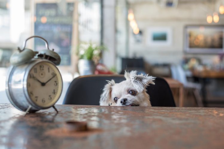 カフェの椅子の上で時計をながめるミックス犬