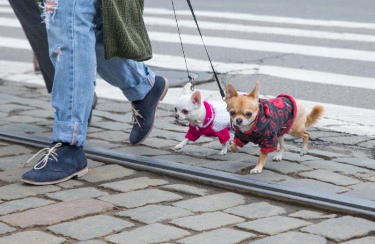 街中を散歩している女性とその愛犬二匹