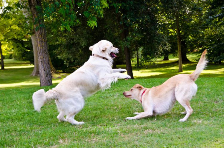 遊ぶ2匹の大型犬