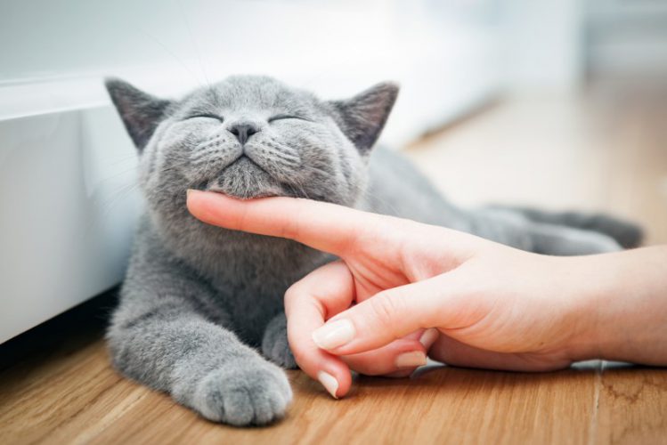 人間の指に顎を乗せる猫